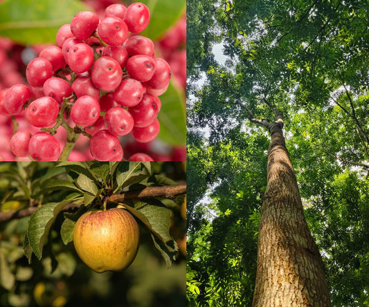 Apple Mahogany | Soy Candle