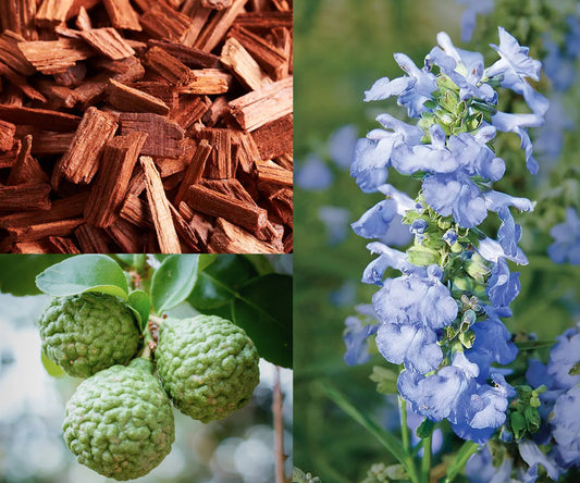 Blue Sagewood | Soy Candle