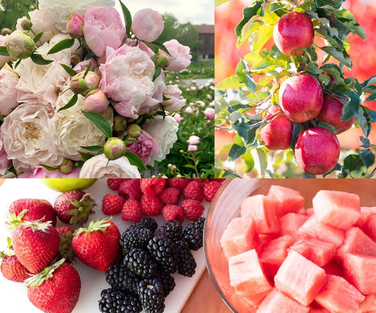 Pink Orchard | Soy Candle