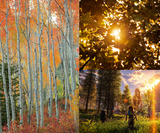 Timber Pass | Soy Candle